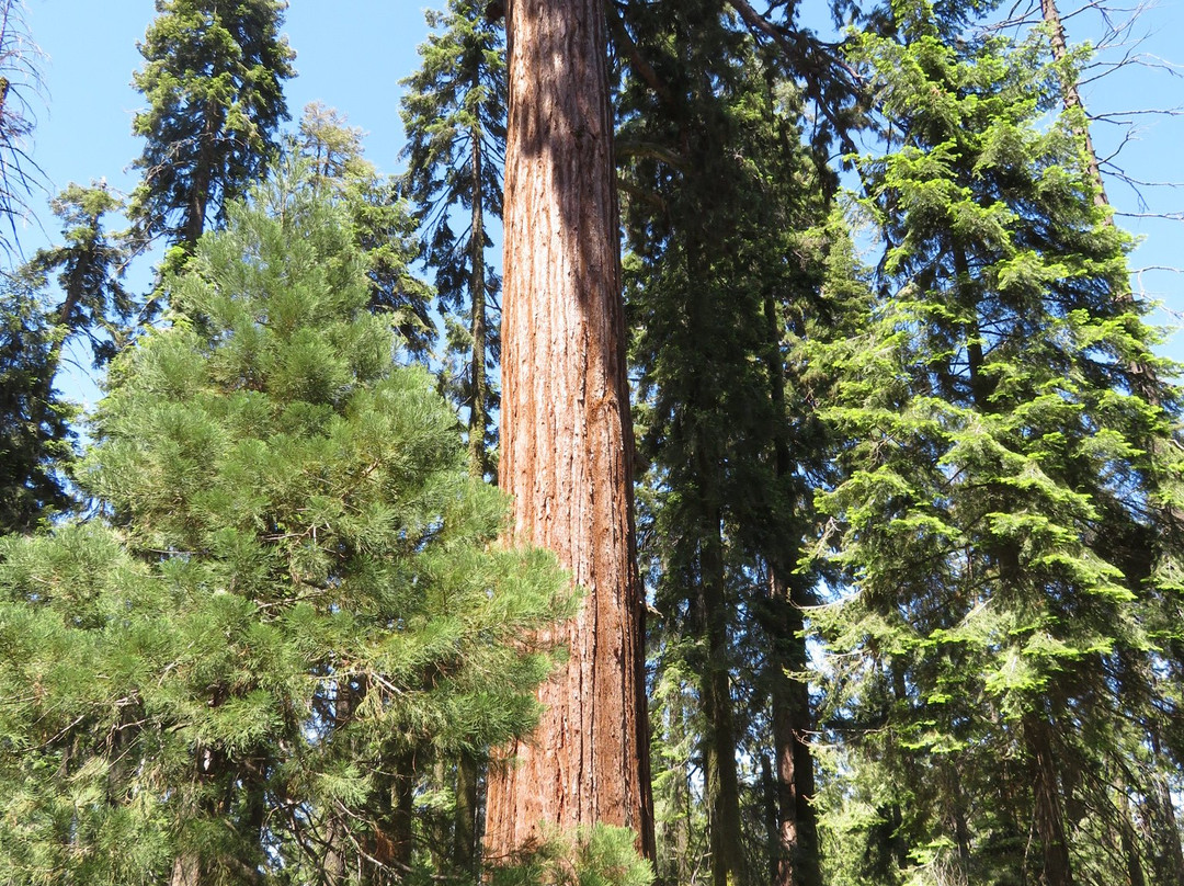 Big Trees Trail-红杉&国王峡谷国家公园必去景点