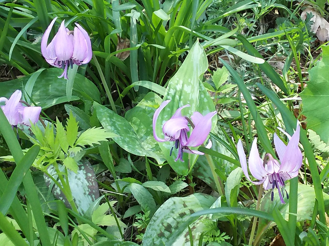 Katakuri no Hanagun Seichi-真庭市必去景点