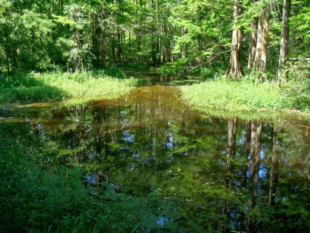 Northlake Nature Center-Mandeville必去景点