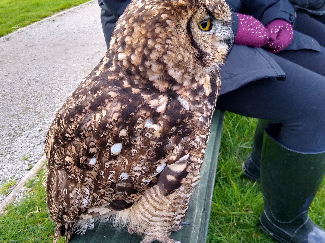 Screech Owl Sanctuary & Animal Park-St Columb Major必去景点