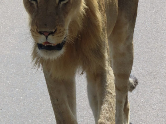 Mfafa Safaris-白河必去景点