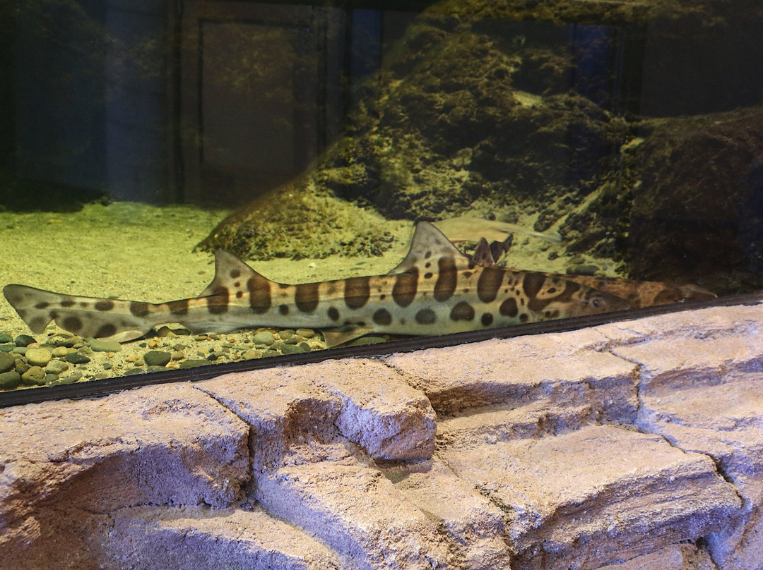 Peter & Mary Muth Interpretive Center-纽波特海滩必去景点