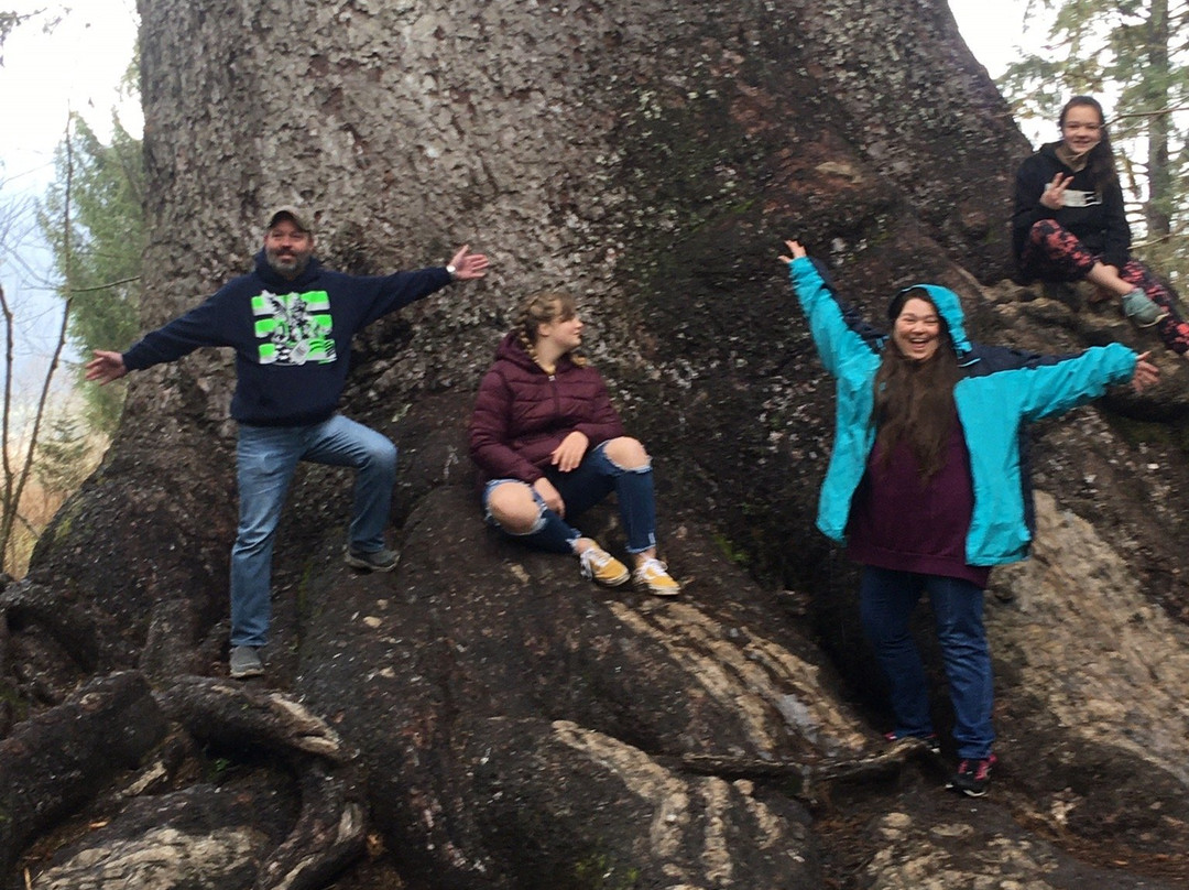 Quinault Big Cedar景点图片