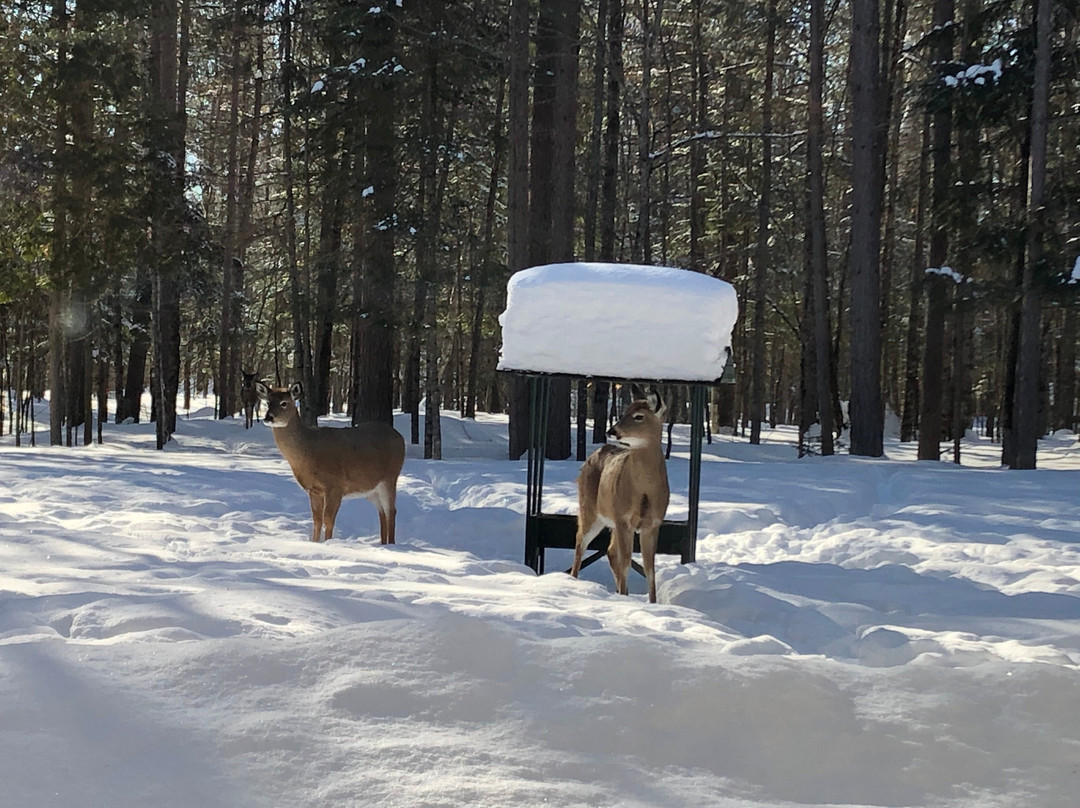 Auberge le Cosy Tremblant主图