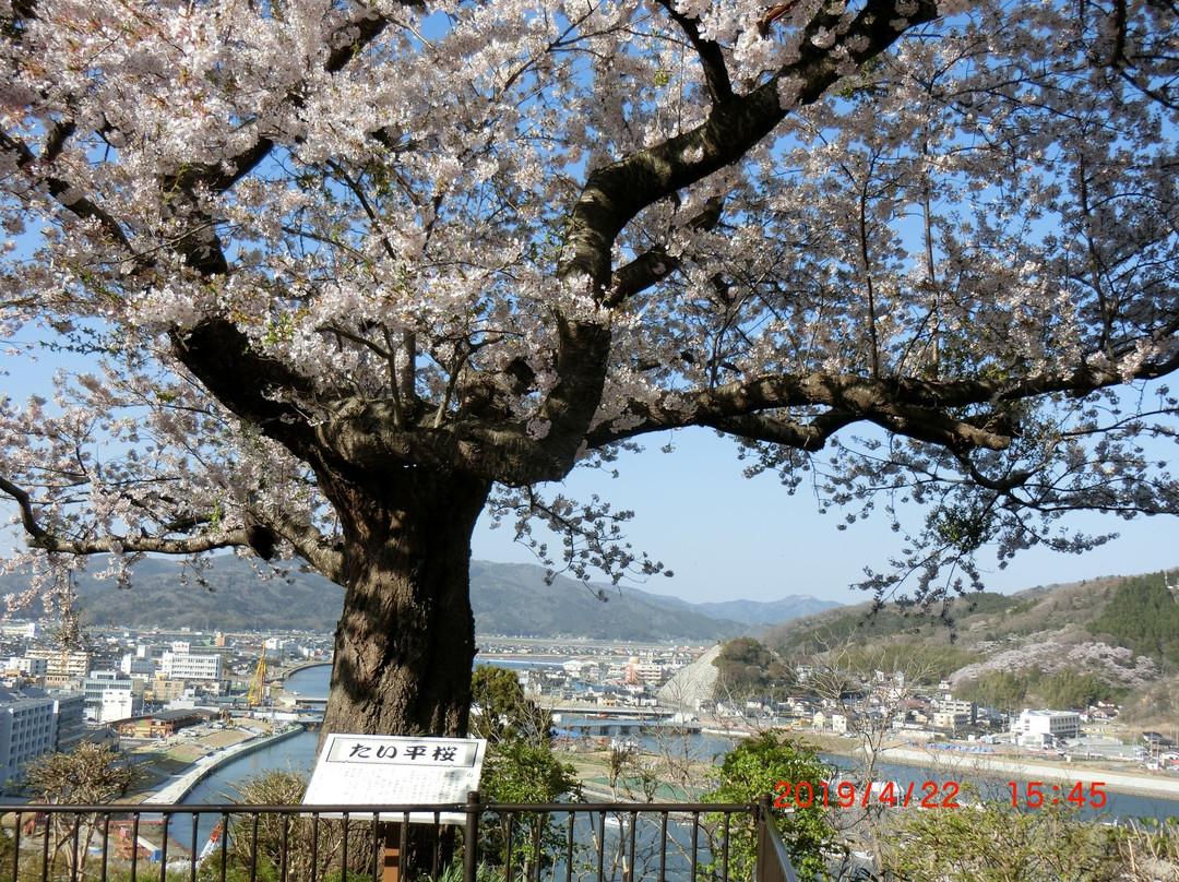 Taihei Cherry Blossoms景点图片