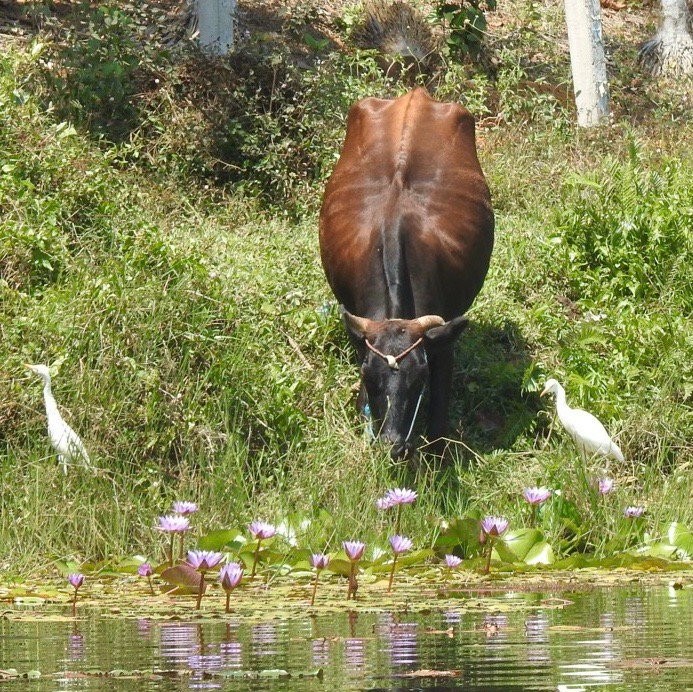 Karlad Lake-Thariyode必去景点