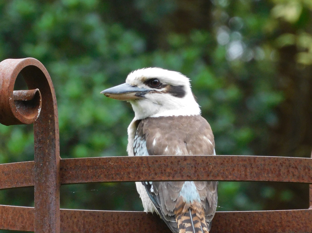 Kyneton Botanical Gardens-凯尼顿必去景点