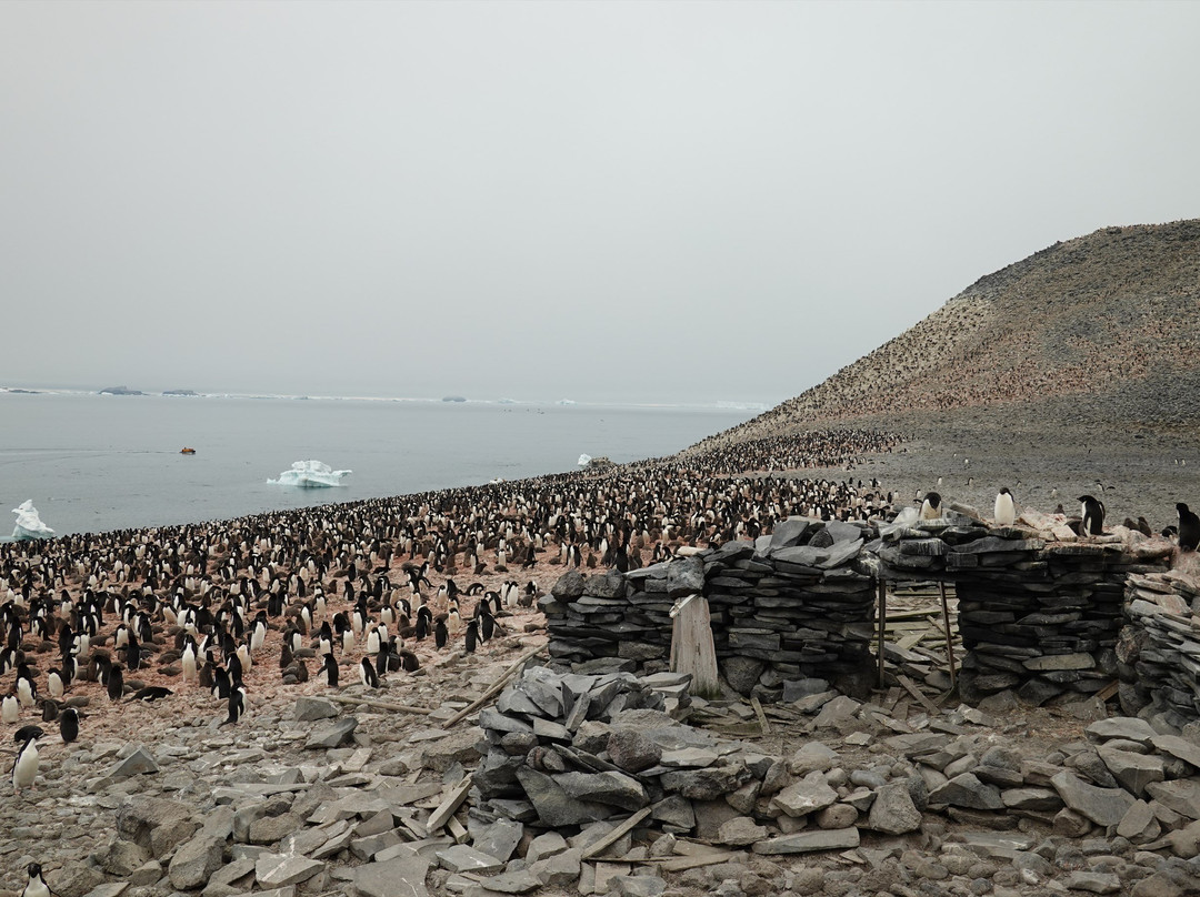 Paulet Island-Antarctic Peninsula必去景点