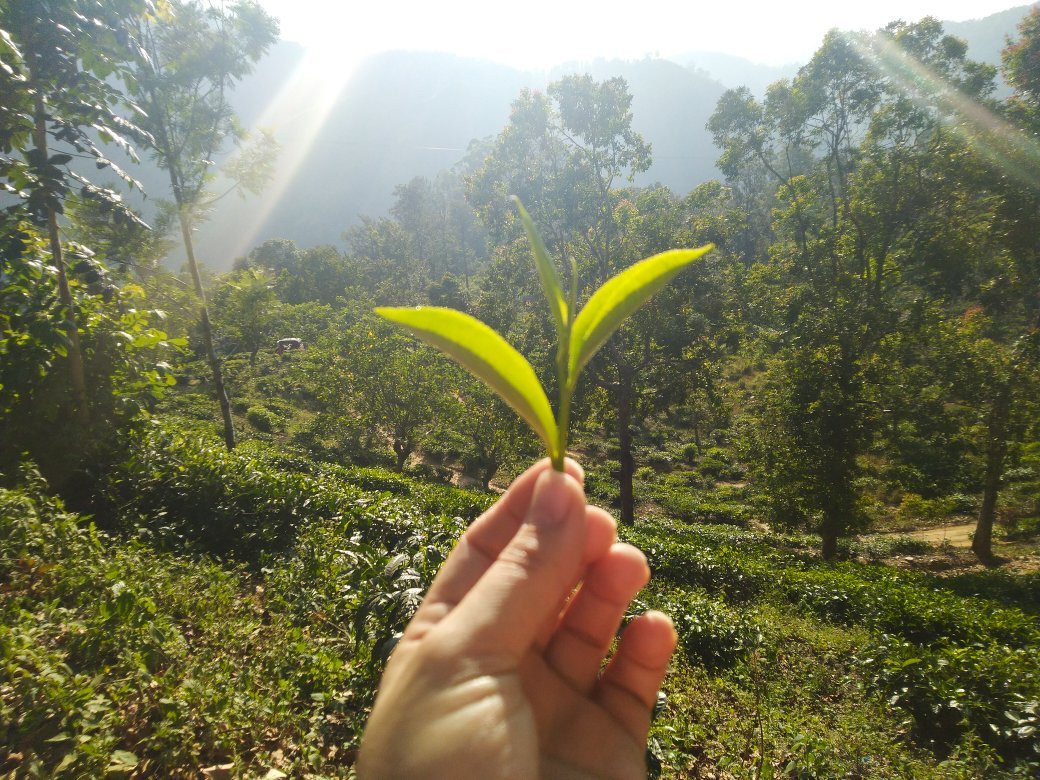 Halpewatte Tea Factory Tour景点图片