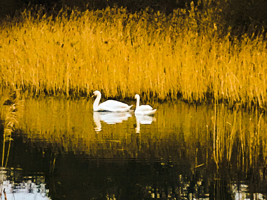 Pocklington Canal景点图片