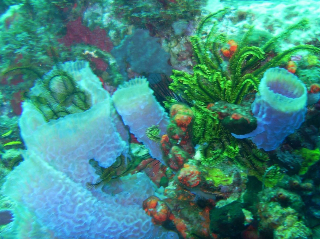 Corail Club Caraïbes-Trois-Ilets必去景点