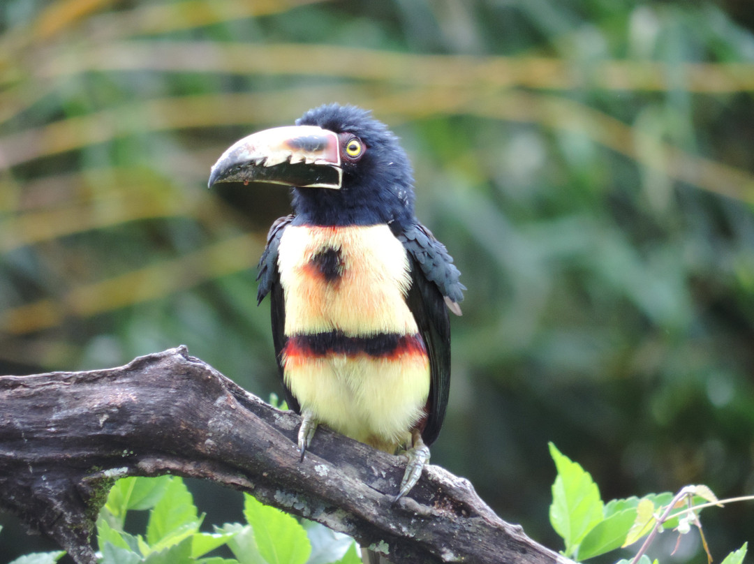 Lucky Bug B & B主图