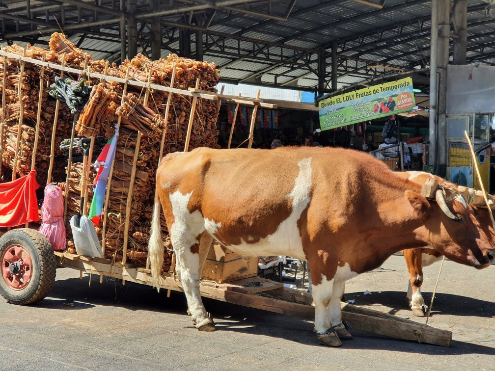Feria Pinto-特木科必去景点