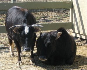 Ray of Light Farm-East Haddam必去景点