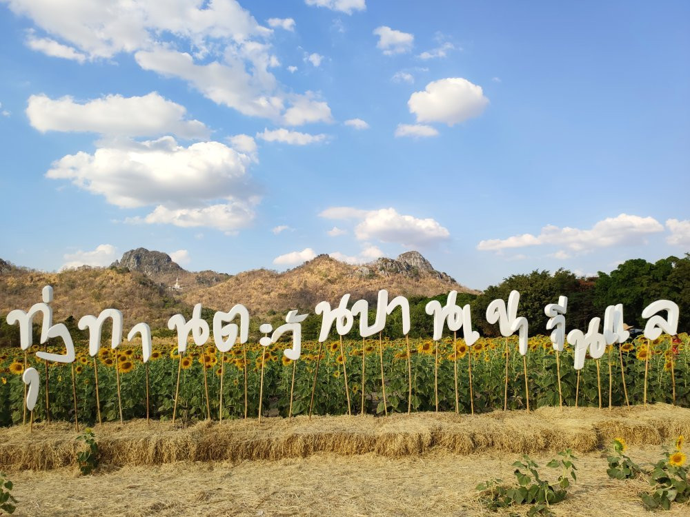 Khao Jeen Lae Sunflower Field景点图片