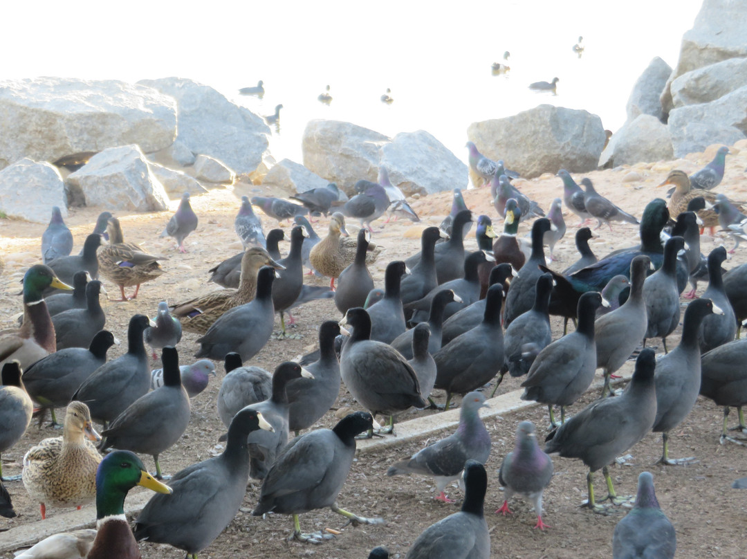 Lake Murray-拉米萨必去景点