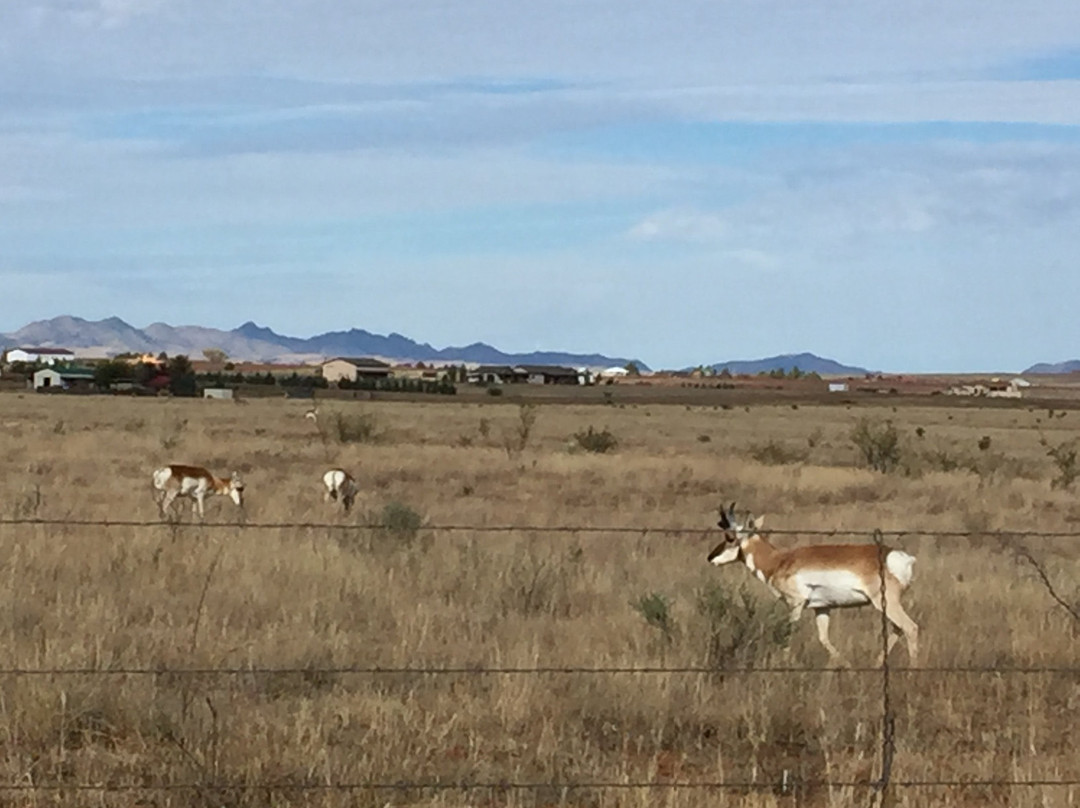 La Hacienda de Sonoita主图