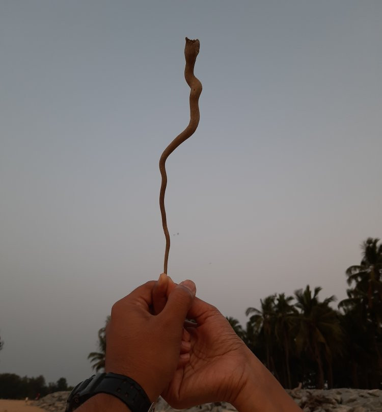 Kodi Beach-Kundapur必去景点