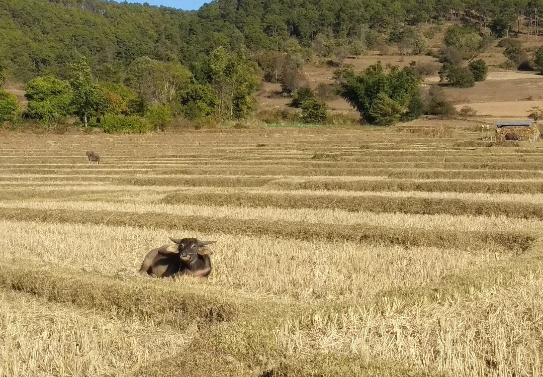Green Land Trekking Kalaw-格劳必去景点