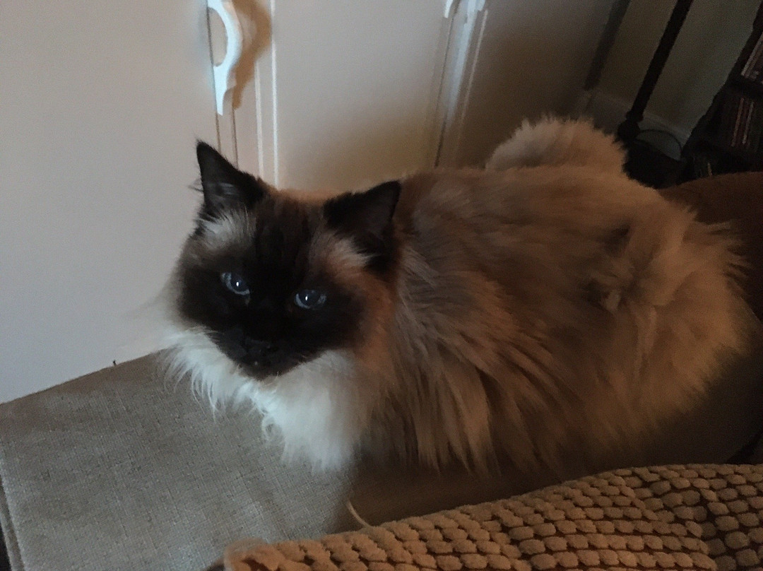 Caroline House主图