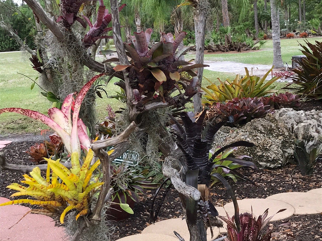 Wigert's Bonsai-North Fort Myers必去景点