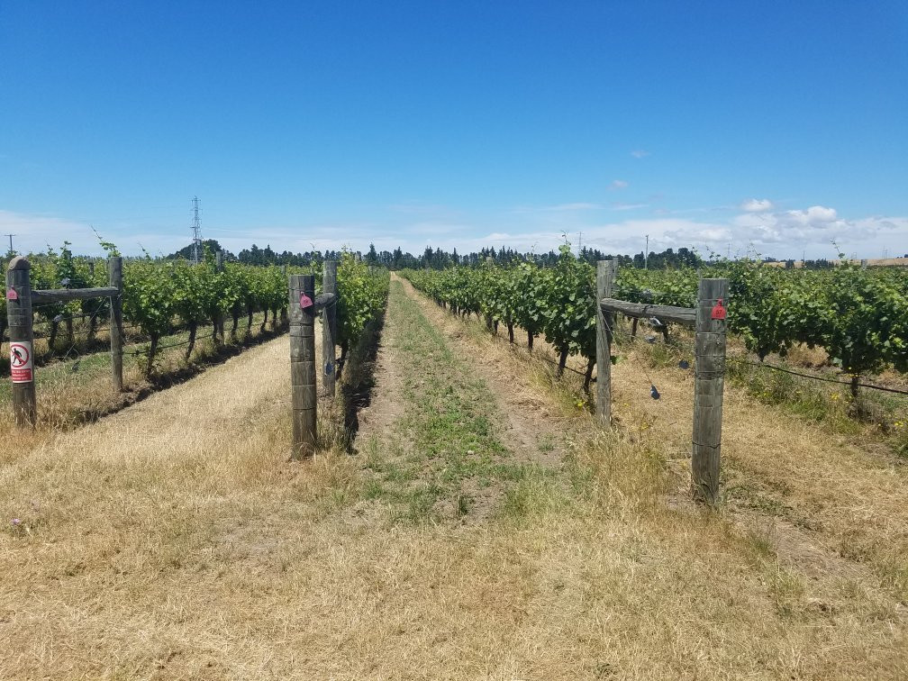Terrace Edge Vineyard & Olive Grove景点图片