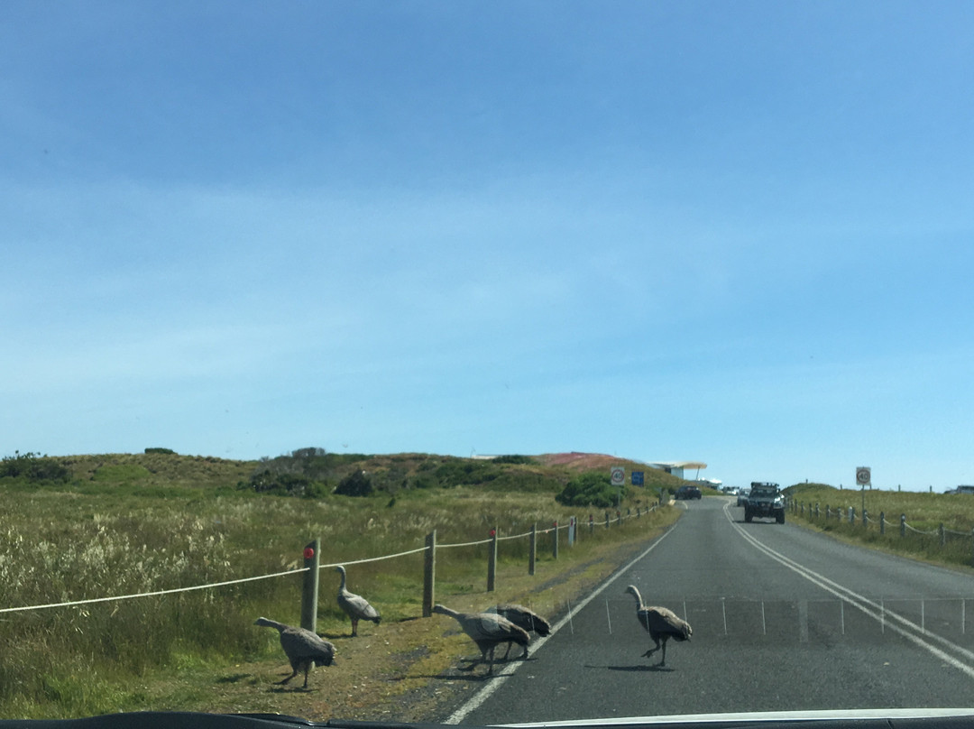 Churchill Island Marine National Park-Newhaven必去景点