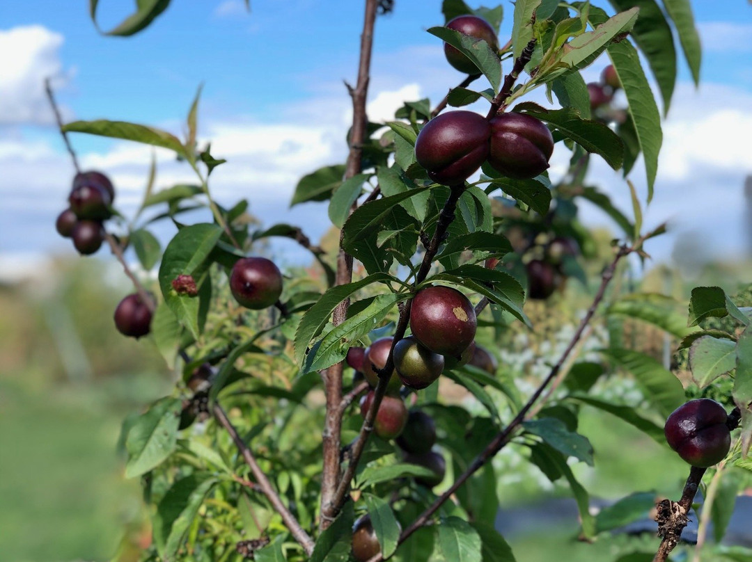 Brae Guest Suites主图