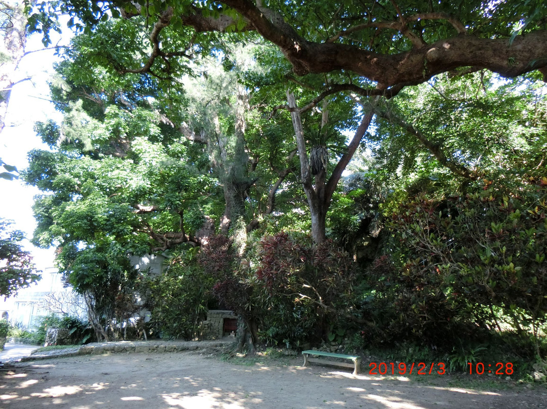 Shurikinjocho Oakagi Tree-那霸市必去景点