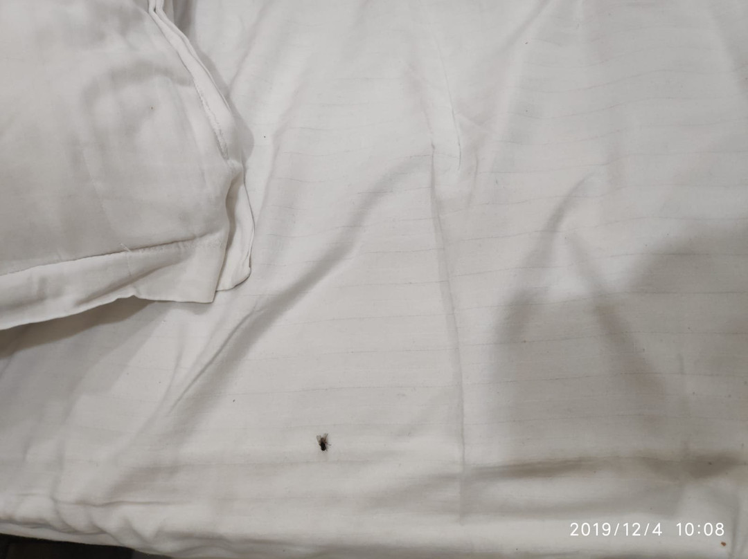 The English Garden主图