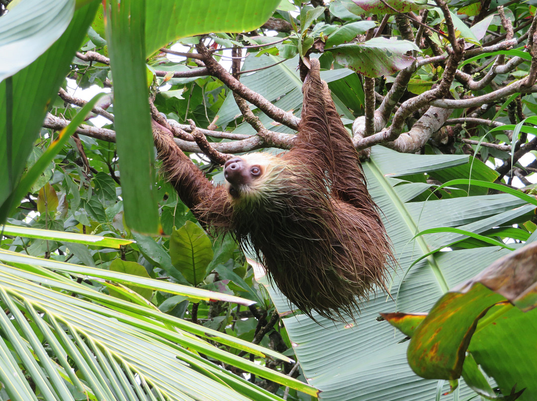 Island Plantation主图