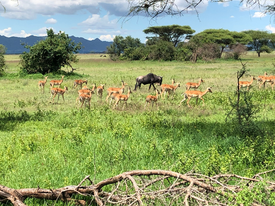 Serengeti Sange Safari -  Day Tour景点图片