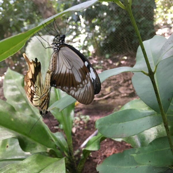 Zanzibar Butterfly Centre-桑给巴尔岛必去景点