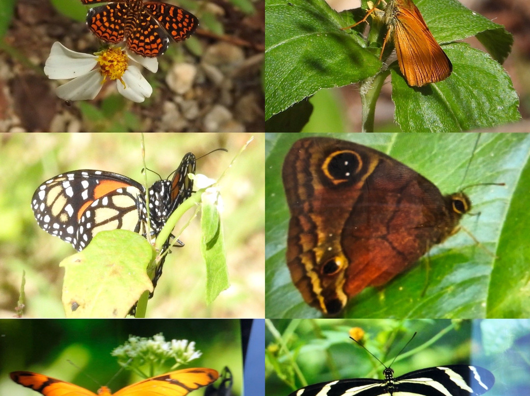 Gabriel Lugo Birding Tour Guide-巴塞罗那塔必去景点