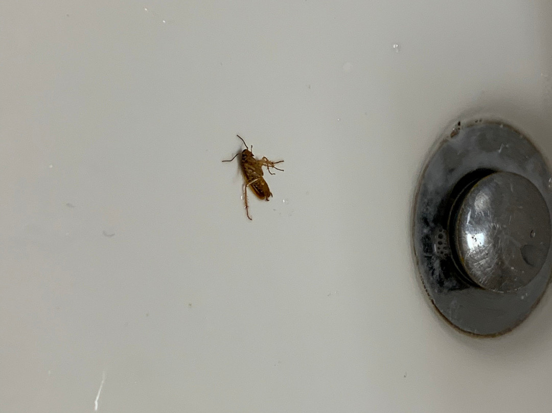 Best Western Plus Atrium Inn主图