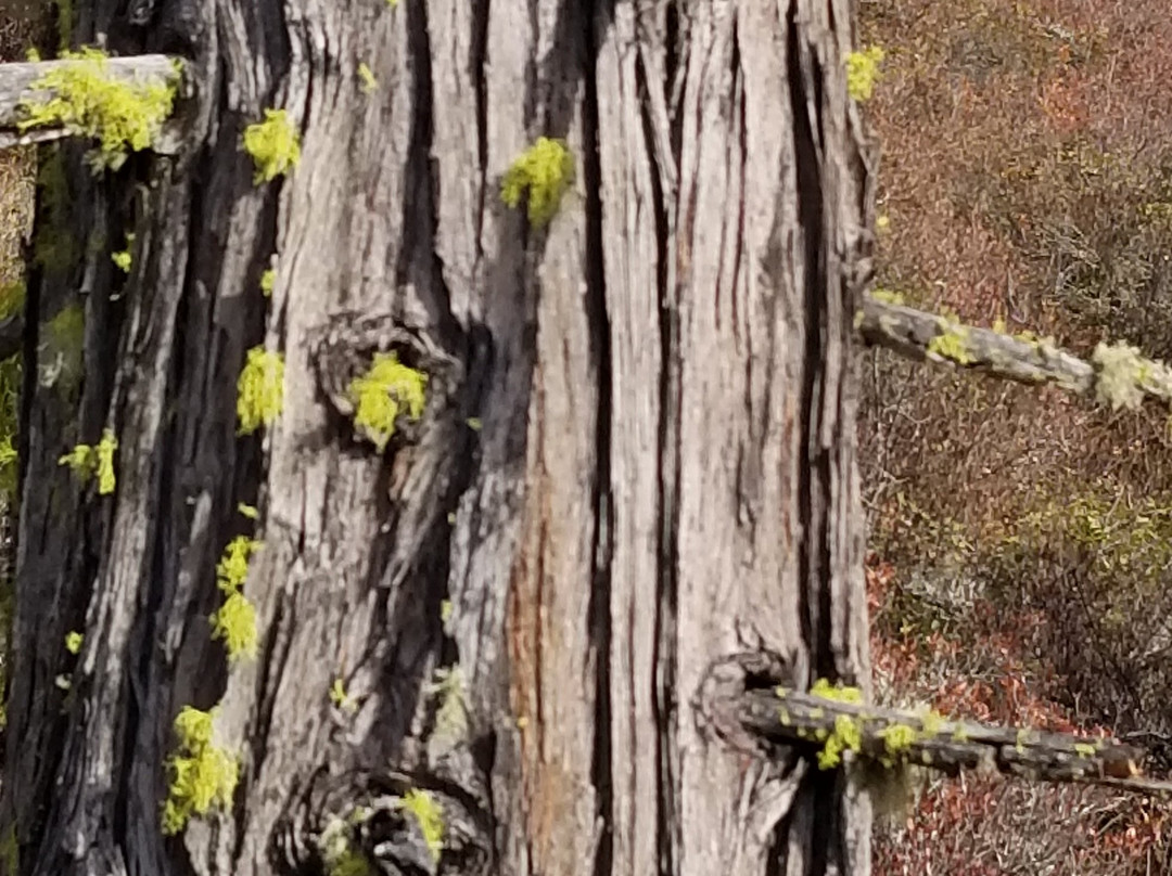 Eight Dollar Mountain Botanical Area景点图片