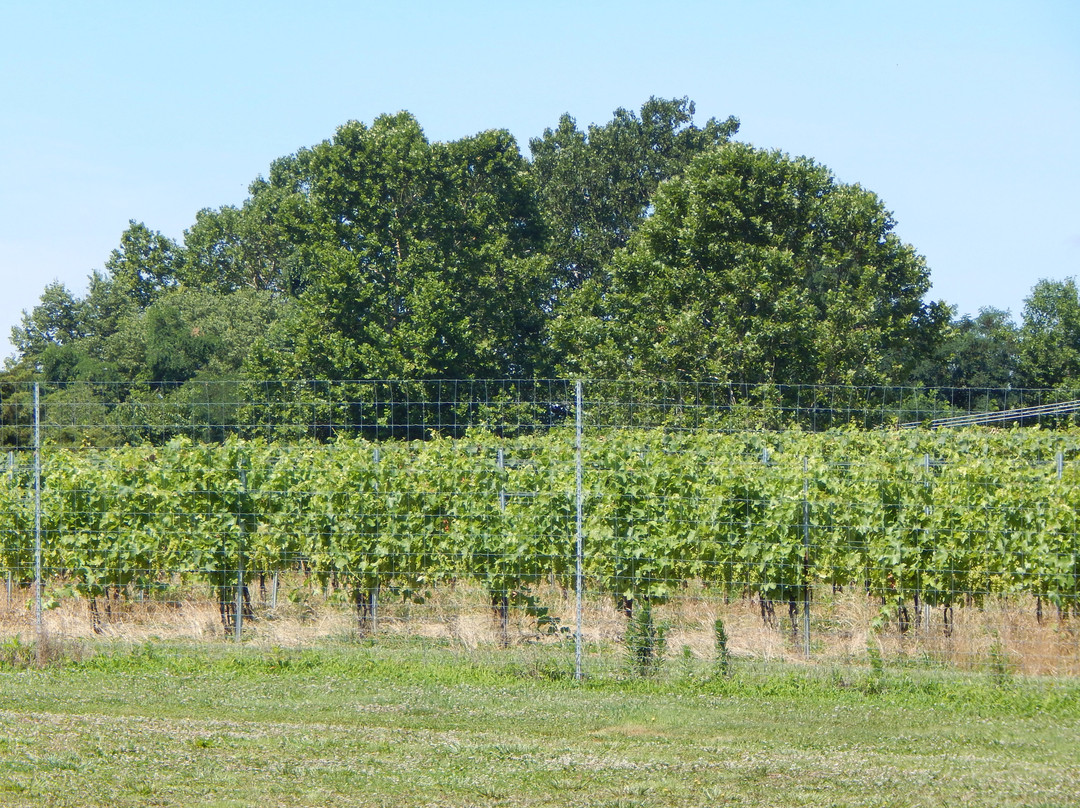 Antietam Creek Vineyards景点图片