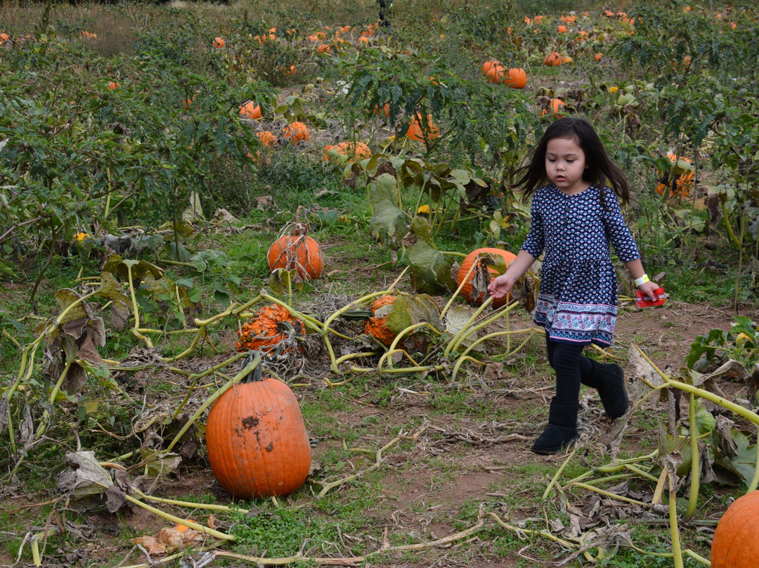 Summers Farm-弗雷德里克必去景点