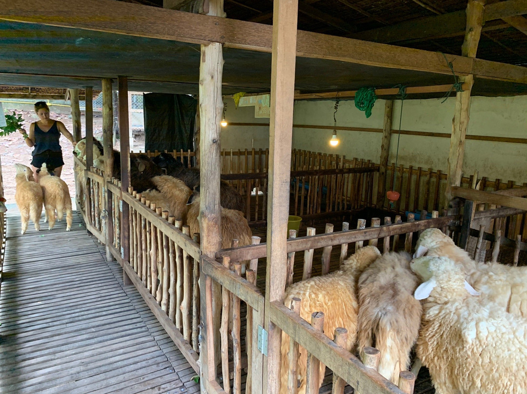 Purina Sheep Farm-帕岸岛必去景点