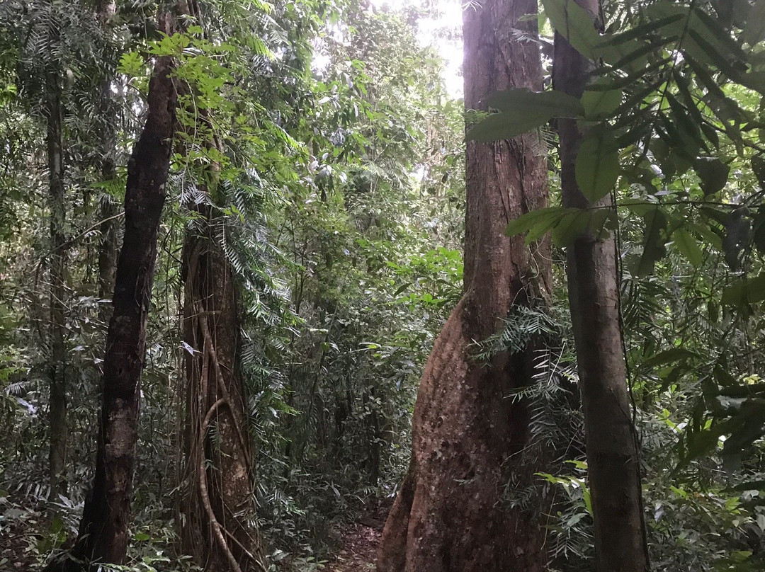 Nandroya Falls- 阿瑟顿必去景点