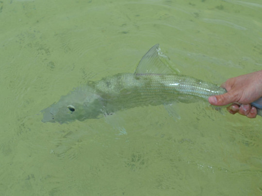 Bonefish Unlimited-普罗维登西亚莱斯必去景点