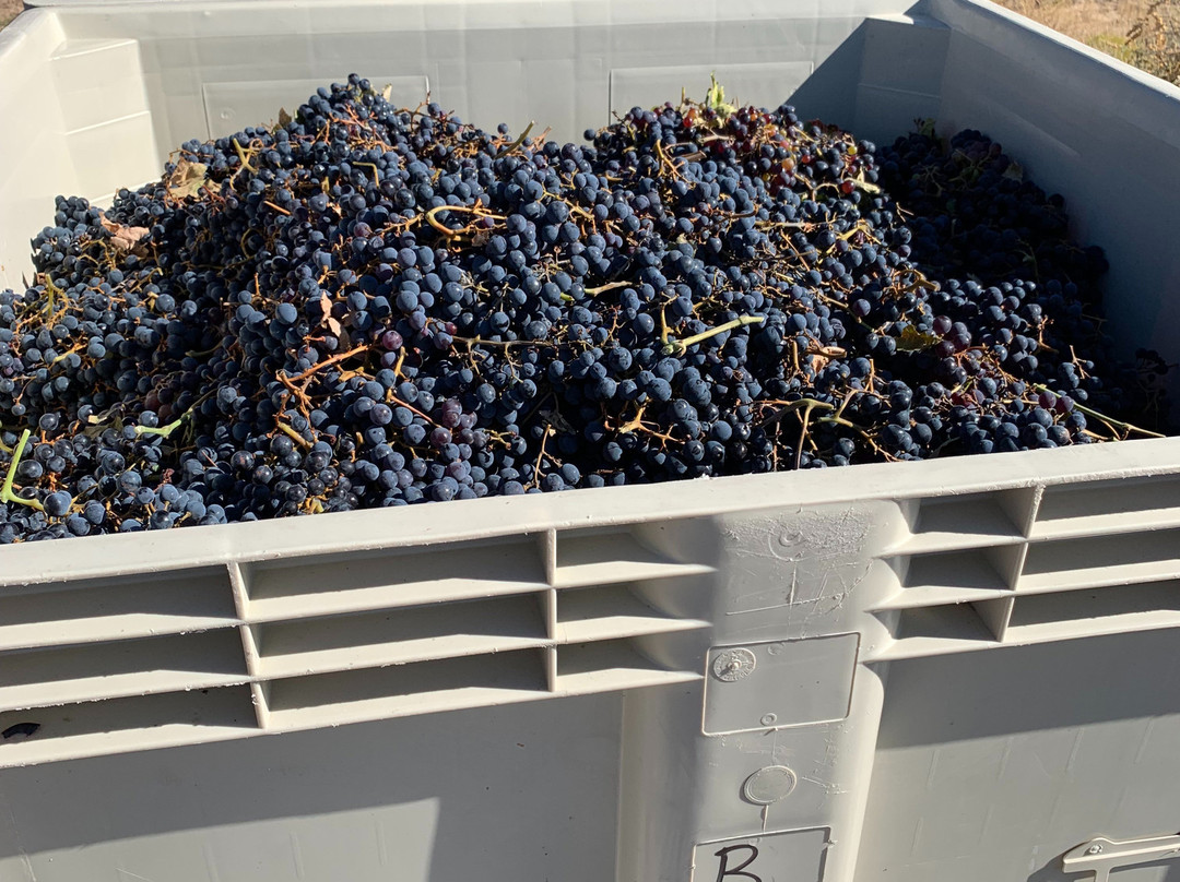 Black Mesa Winery-Velarde必去景点