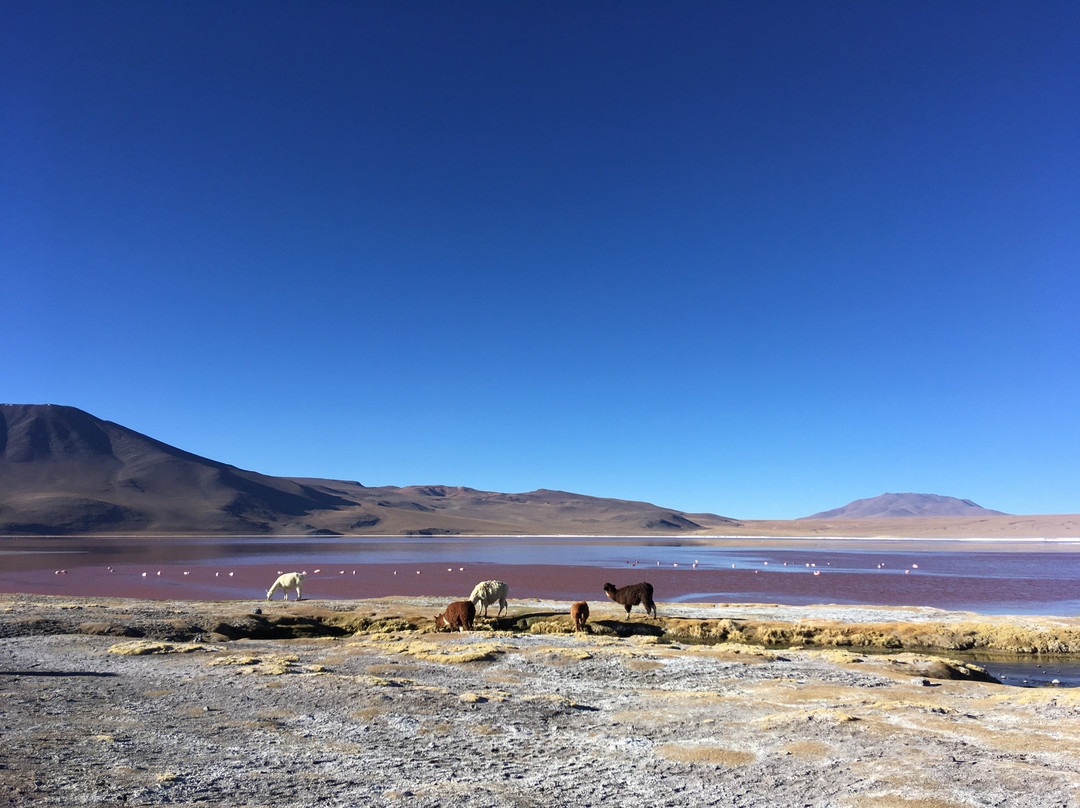 Laguna Canapa-乌尤尼必去景点