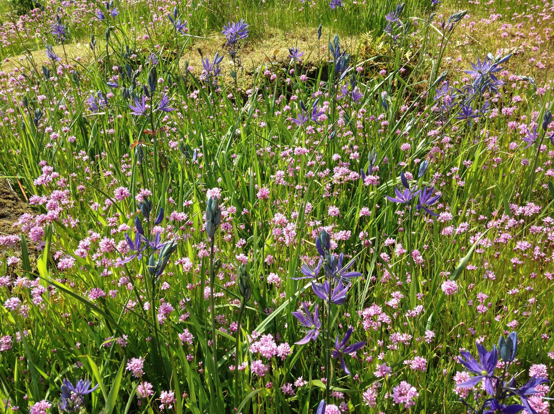 Camassia Natural Area景点图片