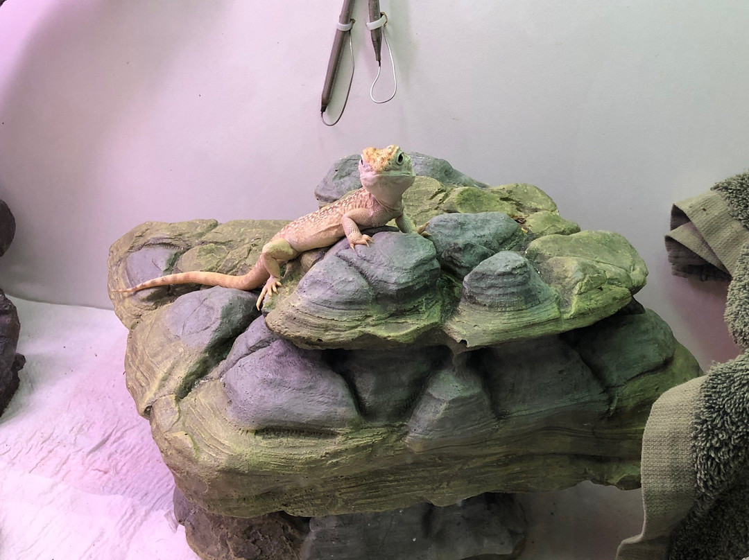 Kanyana Wildlife Rehabilitation Centre景点图片