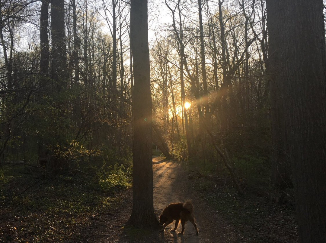 Sligo Creek Park景点图片