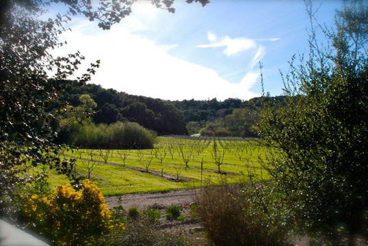 Oak View旅游景点-Vino V Wines