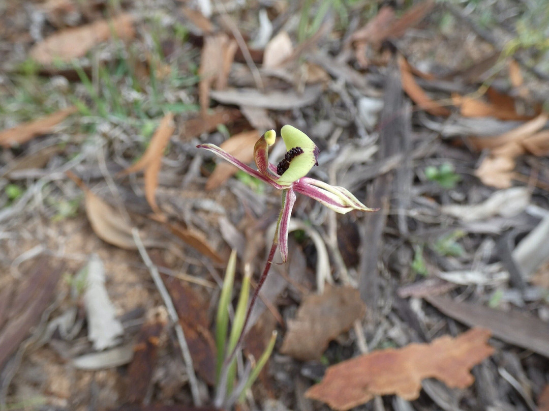 Merredin Peak-Merredin必去景点