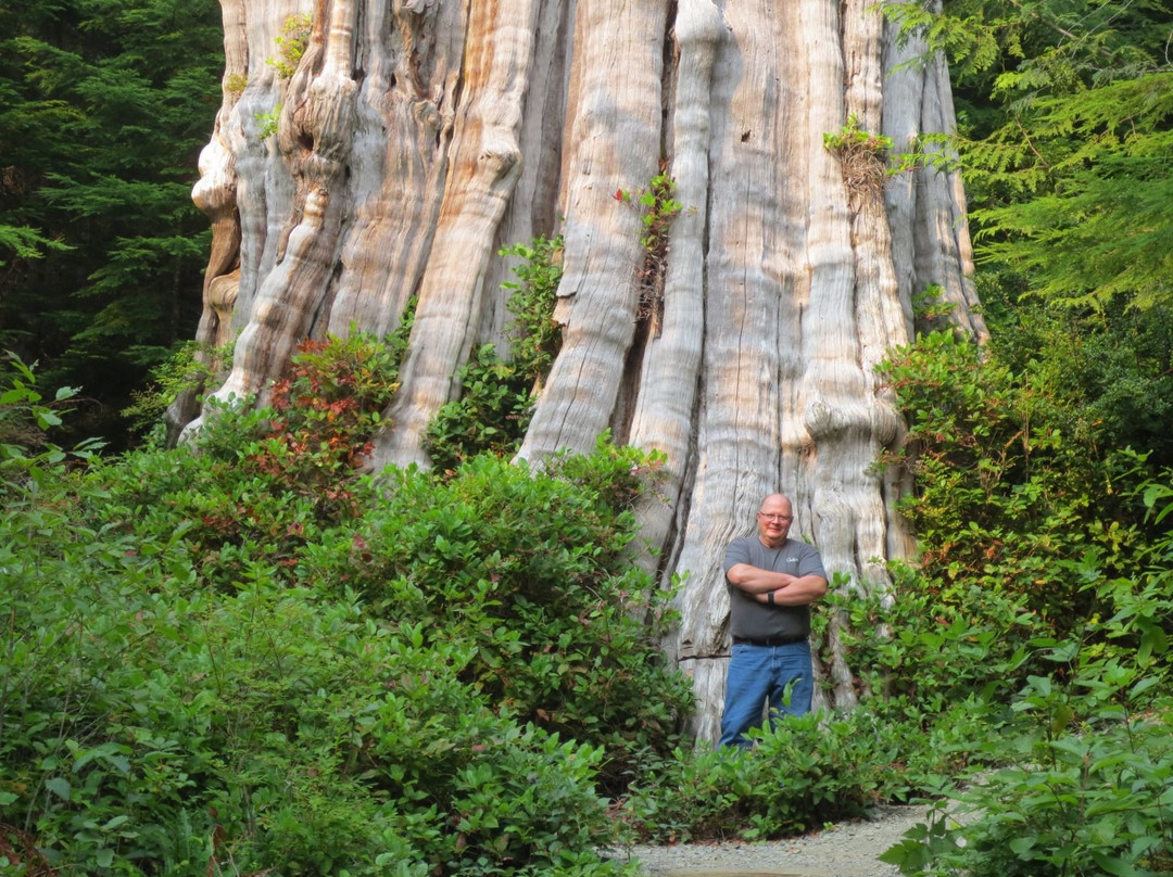 The Duncan Cedar