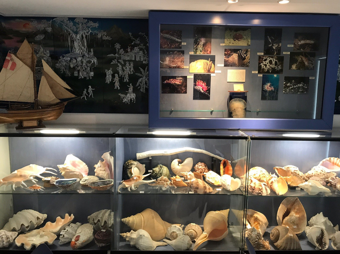Musee des Coquillages-圣让卡弗尔拉必去景点